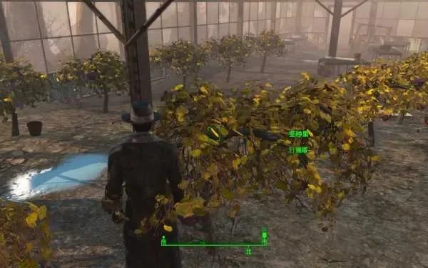 辐射4种植指南：探索格雷花园，轻松种植与收获